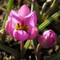 Mobile Preview: Tulipa humilis 'Helene' - Zwerg-Tulpe